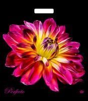 Пакет с вырубной ручкой (42х48)-90 Перфекто Герцогиня Тико 25/400